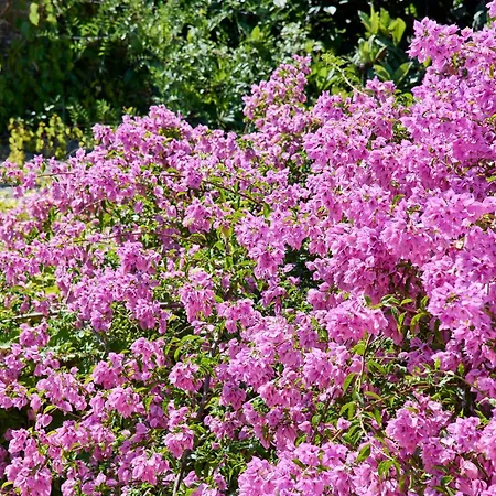 Feriehus & Nature With Amazing Pool By Timecooler